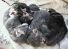 A picture named kittens6240s.jpg